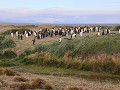 Reserva Natural Pinguino Rey, kleine koningspinguï