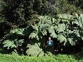 Carretera Austral, PN Pumalín, Sendero Ranita de D