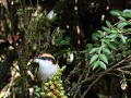 Carretera Austral, PN Pumalín, Sendero Ranita de D