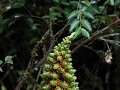Carretera Austral, PN Pumalín, Sendero Ranita de D