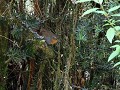 Carretera Austral, PN Pumalín, Sendero Ranita de D