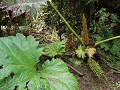 Carretera Austral, PN Pumalín, Sendero Ranita de D