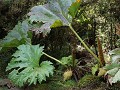 Carretera Austral, PN Pumalín, Sendero Ranita de D