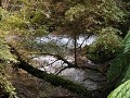 Carretera Austral, PN Pumalín, Sendero Ranita de D