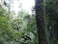 Carretera Austral, PN Pumalín, Sendero Alerces