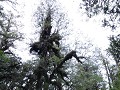 Carretera Austral, PN Pumalín, Sendero Alerces