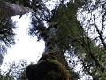 Carretera Austral, PN Pumalín, Sendero Alerces 