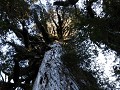 Carretera Austral, PN Pumalín, Sendero Alercess 