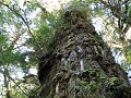 Carretera Austral, PN Pumalín, Sendero Alerces 
