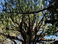 Carretera Austral, PN Pumalín, Sendero Alerces 