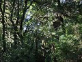 Carretera Austral, PN Pumalín, Sendero Alerces 