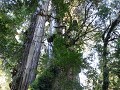 Carretera Austral, PN Pumalín, Sendero Alerces 
