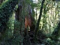 Carretera Austral, PN Pumalín Sendero Alerces 
