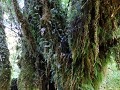 Carretera Austral, PN Pumalín, Sendero Alerces