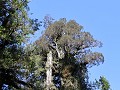Carretera Austral, PN Pumalín Sendero Alerces