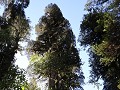 Carretera Austral, PN Pumalín, Sendero Alerces 