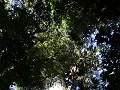 Carretera Austral, PN Pumalín, Sendero Alerces 