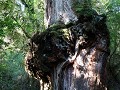 Carretera Austral, PN Pumalín, Sendero Alerces 
