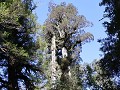 Carretera Austral, PN Pumalín, Sendero Alerces 