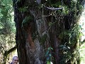 Carretera Austral, PN Pumalín, Sendero Alerces 