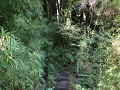 Carretera Austral, PN Pumalín, Sendero Alerces 
