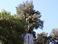 Carretera Austral, PN Pumalín, Sendero Alerces 