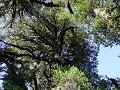 Carretera Austral, PN Pumalín, Sendero Alerces 