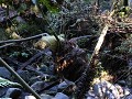 Carretera Austral, PN Corcovado, Sendero Ventisque