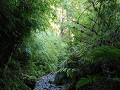 Carretera Austral, PN Corcovado, Sendero Ventisque