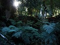 Carretera Austral, PN Corcovado, Sendero Ventisque