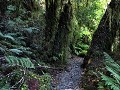 Carretera Austral, PN Corcovado, Sendero Ventisque
