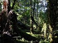Carretera Austral, PN Corcovado, Sendero Ventisque