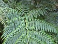 Carretera Austral, PN Corcovado, Sendero Ventisque