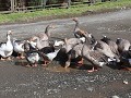 Chiloé, San Juan Bajo, midden op straat