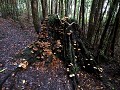PN Alerce Andino, wandeling