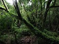 PN Alerce Andino, wandeling