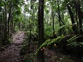 PN Alerce Andino, wandeling