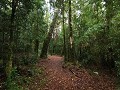 PN Alerce Andino, wandeling