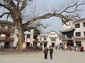 Hongcun, de reusachtige boom op het pleintje