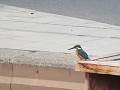 Hangzhou, Kingfisher aan West lake