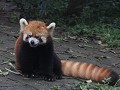 poserende rode panda