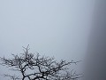 Sanqingshan NP in de mist