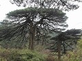Sanqingshan NP, mooi gevormde boomkruinen