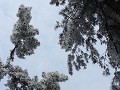 Zhangjiajie, bevroren sneeuw op de bomen, dag 2