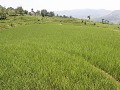 wandelen tussen de Bada rijstterrassen