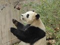 Chengdu, reuzenpanda's krijgen bijvoeding 