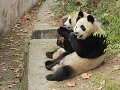 Chengdu, reuzenpanda's krijgen bijvoeding