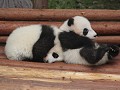 Chengdu reuzenpanda's, 3-4 mnd oud 