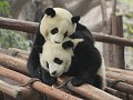 Chengdu, jonge reuzenpanda's