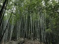 Chishui, Sidonggou valley, bamboo